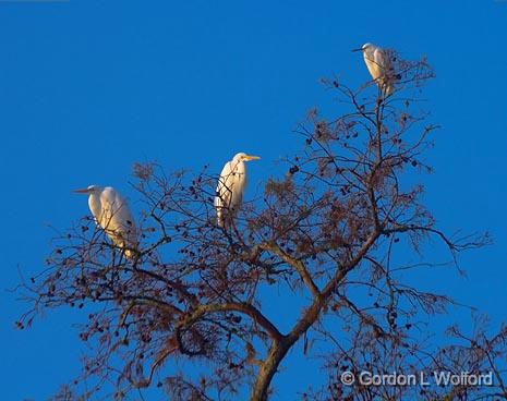 Three Egrets In A Tree_26248.jpg - Photographed in the Cypress Island Preserve near Breaux Bridge, Louisiana, USA.